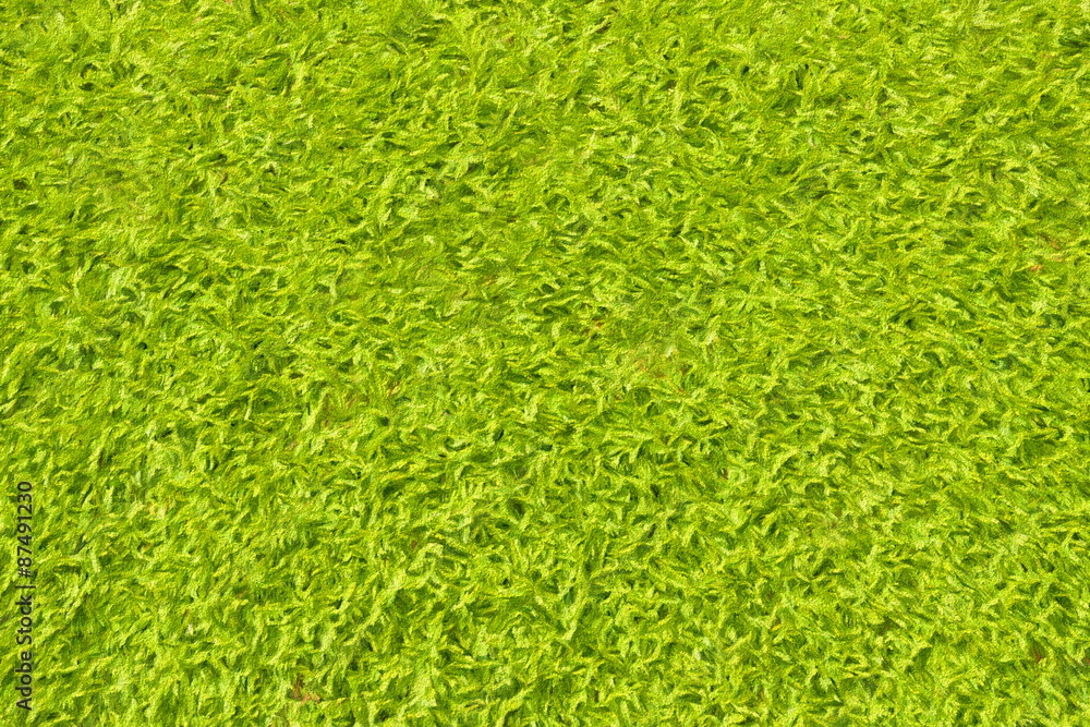 vegetation - illustration based on own photo image vegetation - illustration based on own photo image