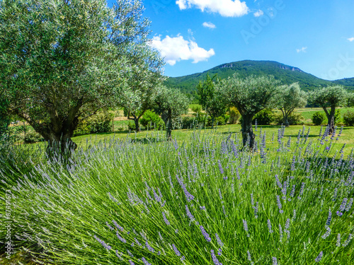 Olive tree on lawn with lavender