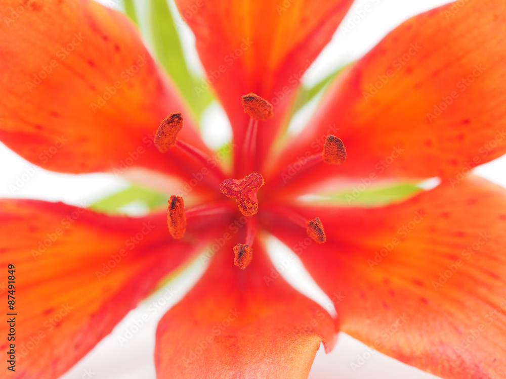 Tiger Lily on a white background Tiger Lily on a white background
