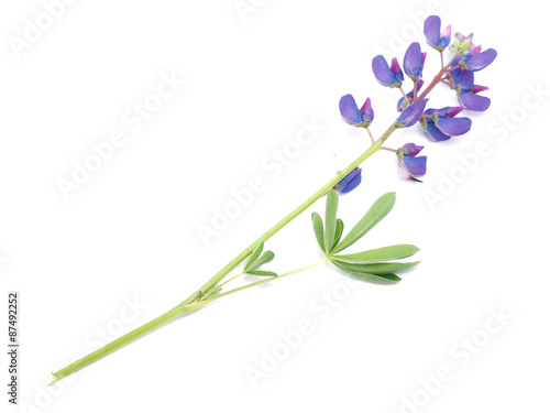 lupins on a white background