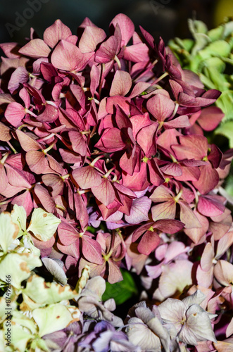 Macro of dried hydrangea flowers