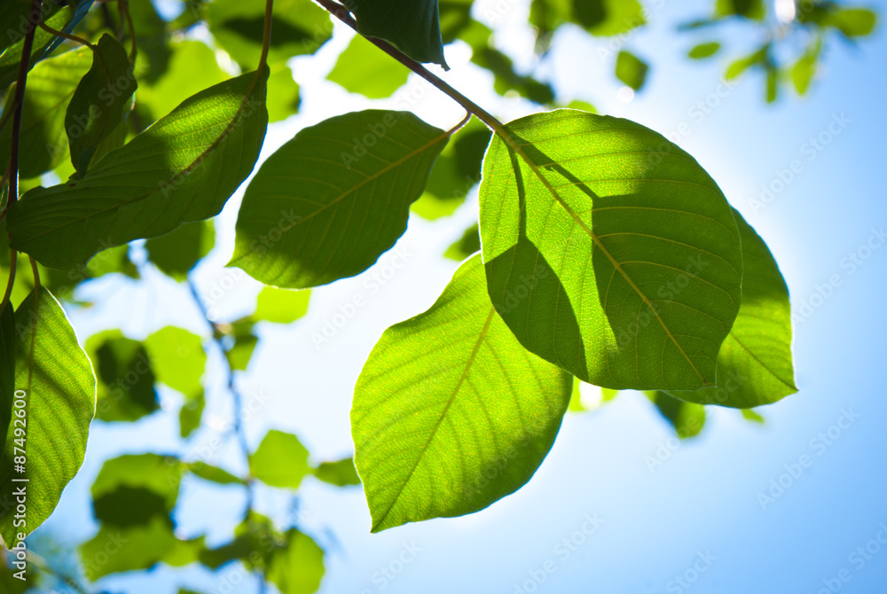Green leaves on blue sky background Green leaves on blue sky background