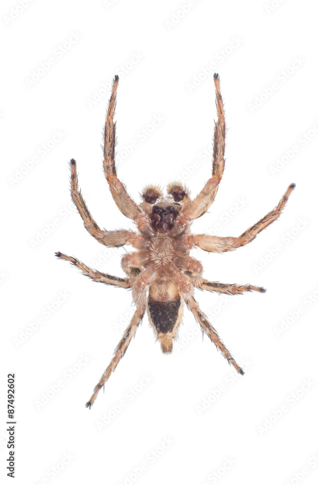 bottom view of jumping spider bottom view of jumping spider