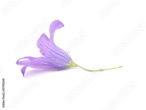 bell flower on a white background photo