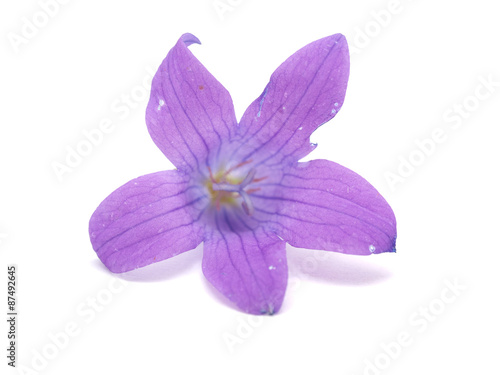 bell flower on a white background