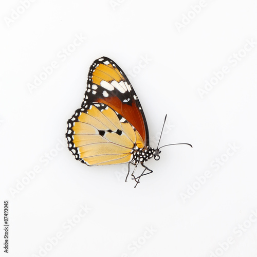 Butterfly on the white background © triocean