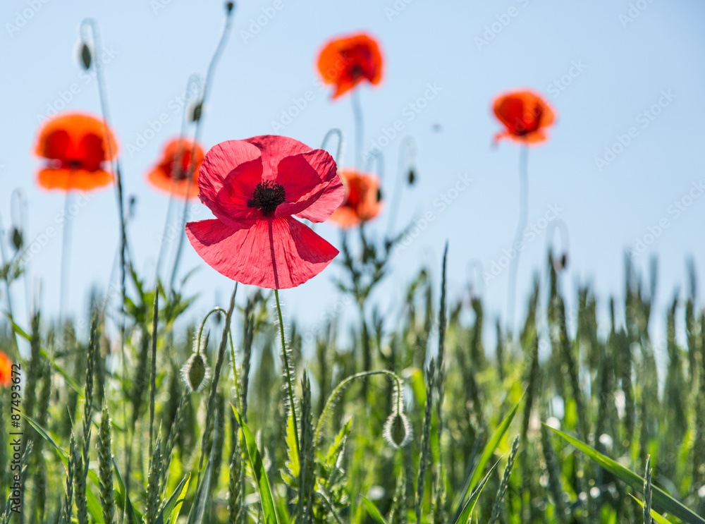 Obraz premium Pink poppy in the field.