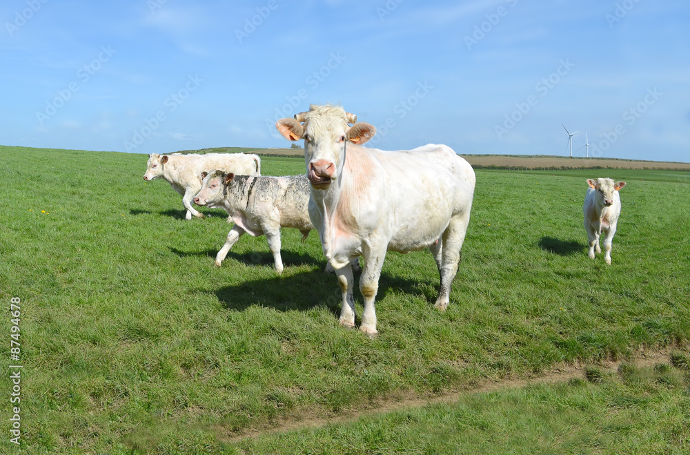 Obraz premium Vache et veaux charolais au pré dans le Pas de Calais
