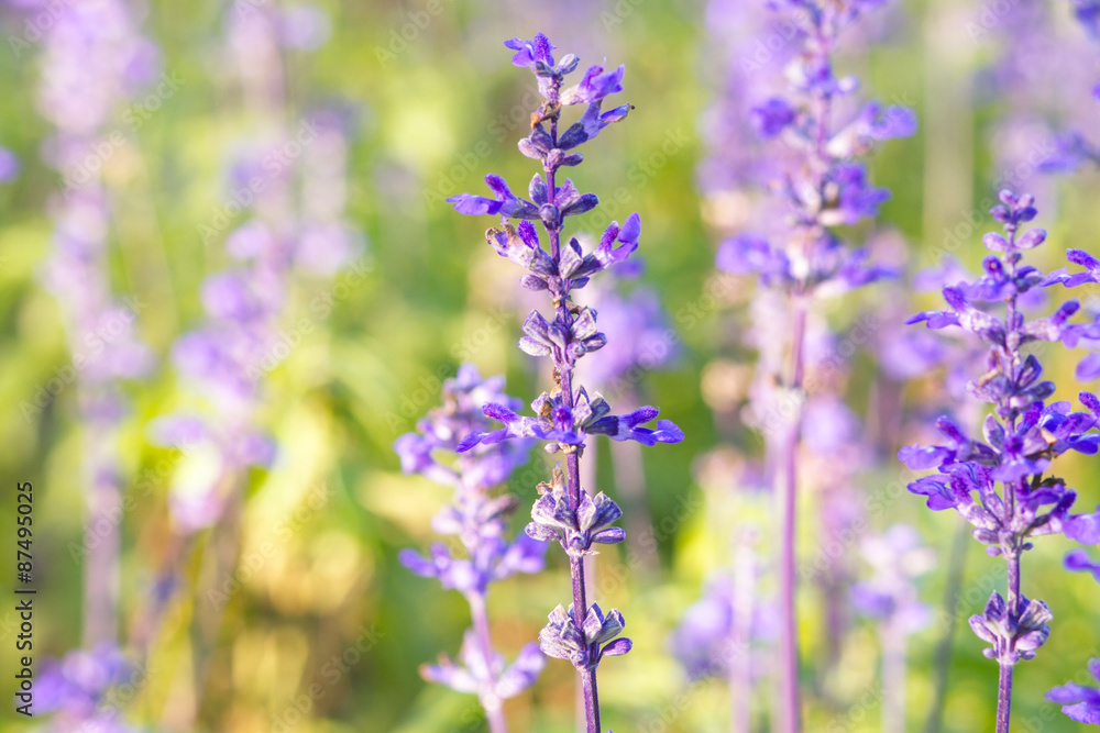 Beautiful spring background with Salvia farinacea Benth. Beautiful spring background with Salvia farinacea Benth.