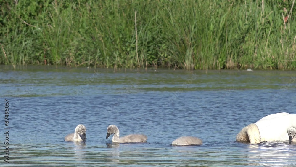 swan with cygnets swimming in the lake and search feed swan with cygnets swimming in the lake and search feed