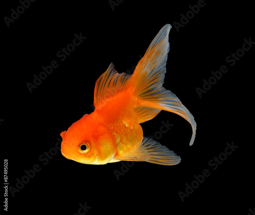 gold fish isolated on black