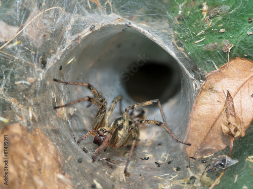 Funnel web spider by nest, Italy.