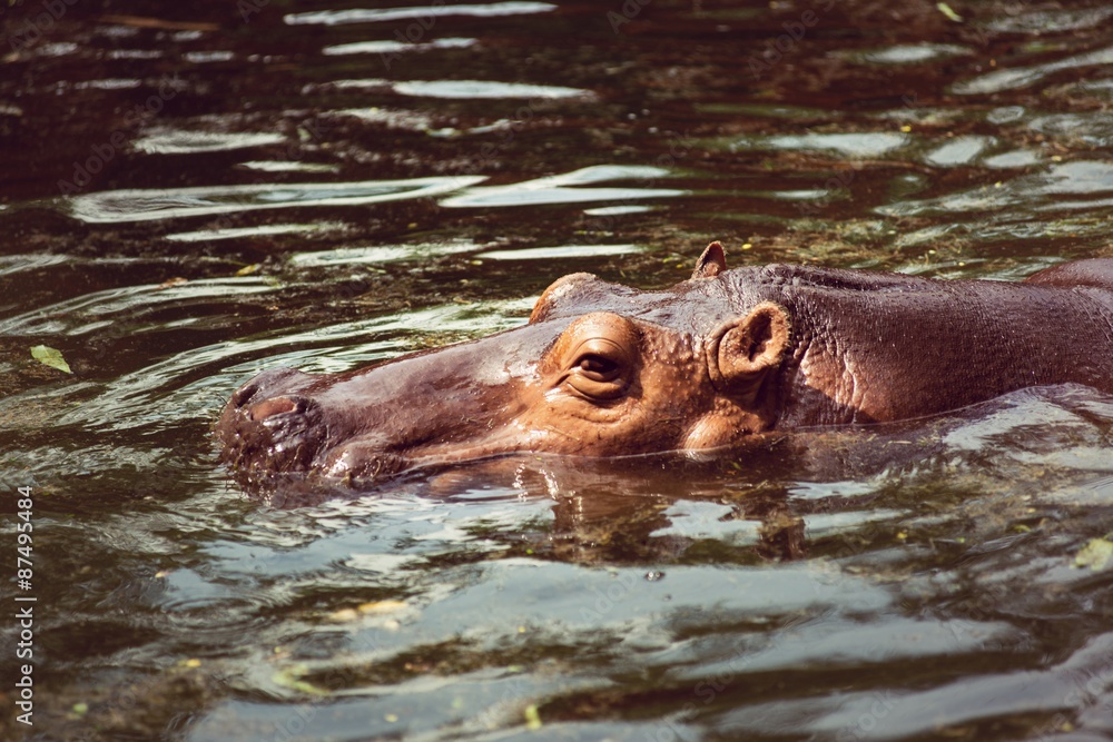 Obraz premium Hippopotamus, animals, mammals and herbivorous.