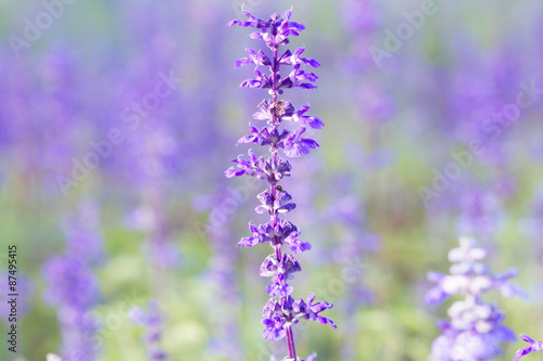 Beautiful spring background with Salvia farinacea Benth.