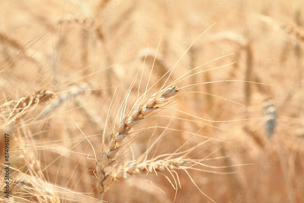 Golden wheat field and sunny day Golden wheat field and sunny day