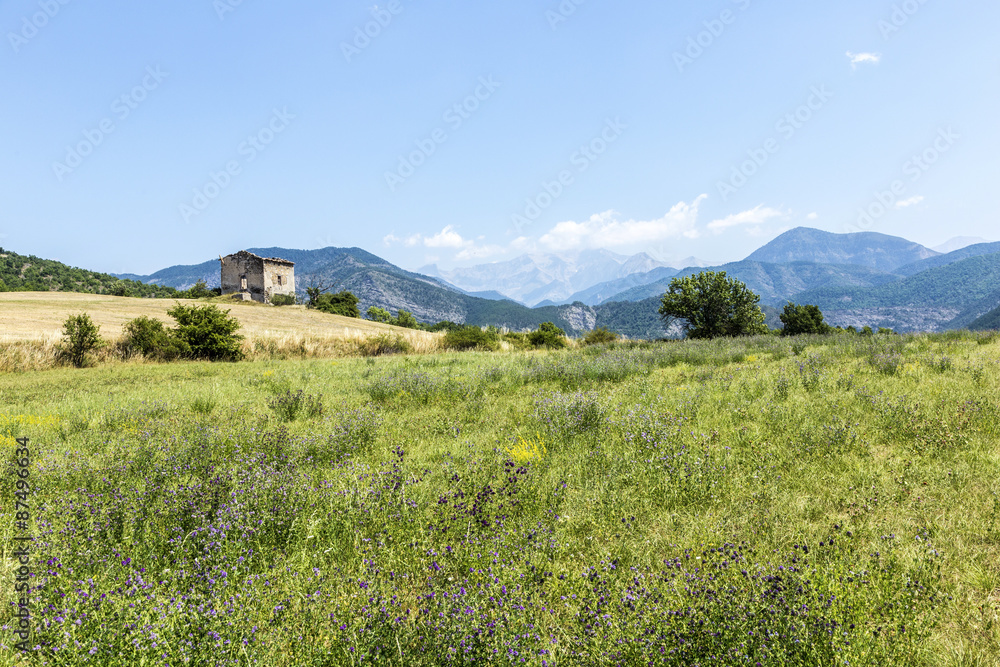 landscape in the Provence with view to the Alps