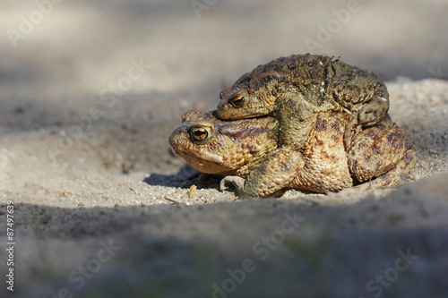 Common toad bufo bufo