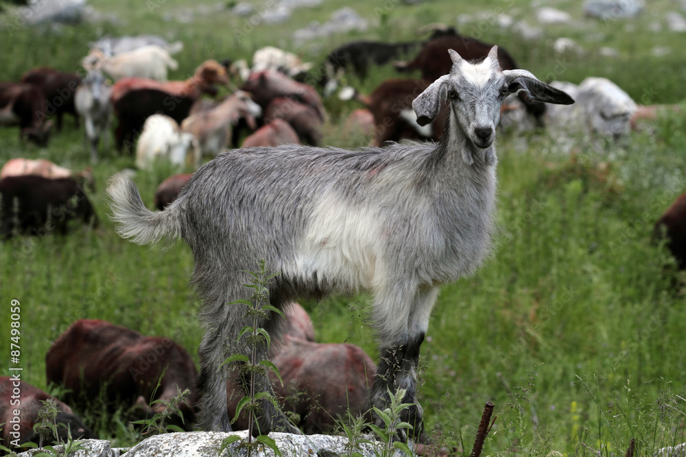 Fototapeta premium goats grazing