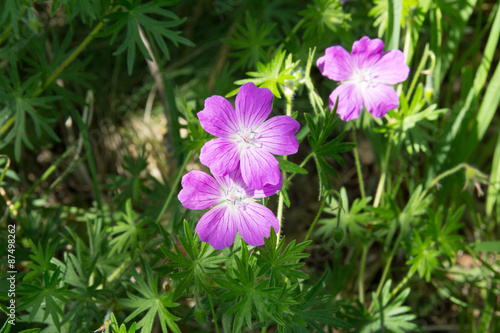 Fototapeta Naklejka Na Ścianę i Meble -  geranium sylvaticum/ flowers of the forest geranium on a Sunny summer meadow