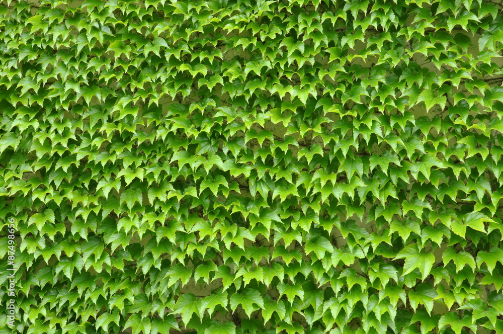 Green ivy leaves wall as background Green ivy leaves wall as background
