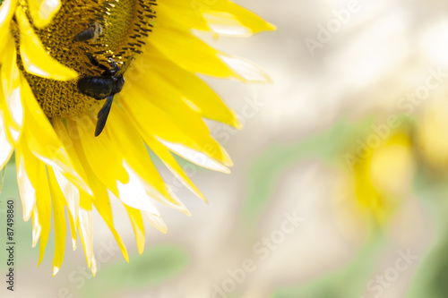 hornet on sunflower