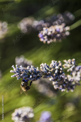 nectar , nectar everywhere ...