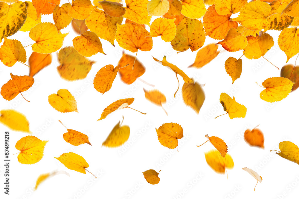 Autumn yellow leaves Autumn yellow leaves