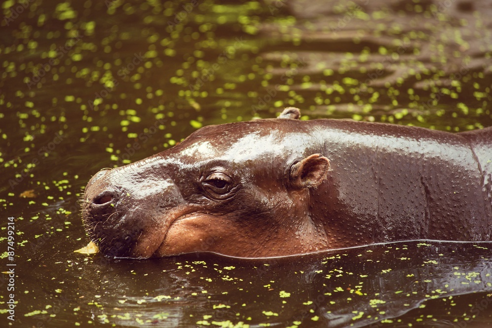 Fototapeta premium Hippopotamus, animals, mammals and herbivorous.