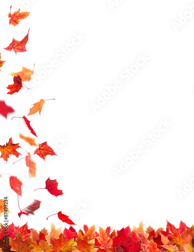 Autumn maple leaves