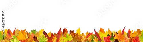 Seamless autumn colored leaves