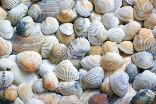 seashells background