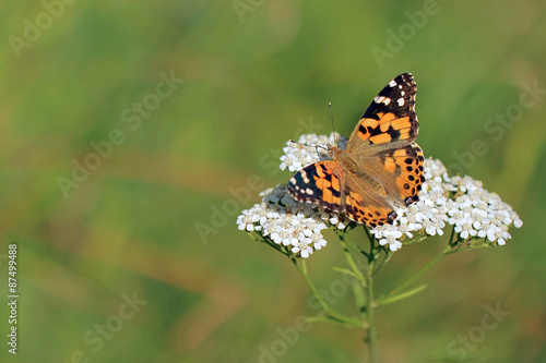 butterfly Painted Lady or Cosmopolitan