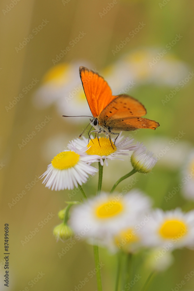 Common fleabane, Erigeron with butterfly Scarce Copper , Lycaena virgaureae Common fleabane, Erigeron with butterfly Scarce Copper , Lycaena virgaureae