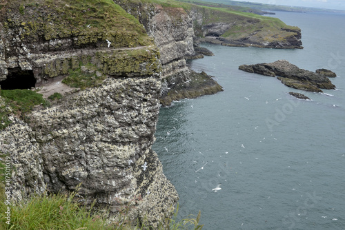 colonie d'oiseaux de mer, Réserve naturelle de Fowlsheugh, RSPB, Ecosse, Grande Bretagne photo