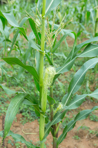 corn plantation