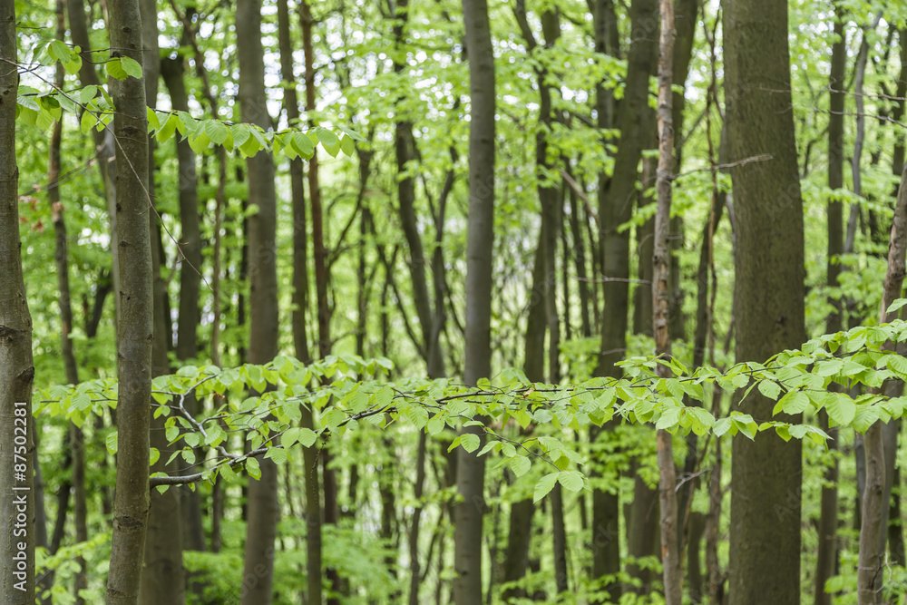 Obraz premium Blick in den Wald