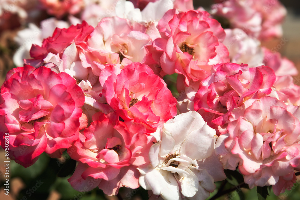 Pink and White Roses