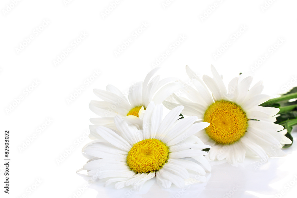 Obraz premium Three beautiful chamomiles on a isolated white background 