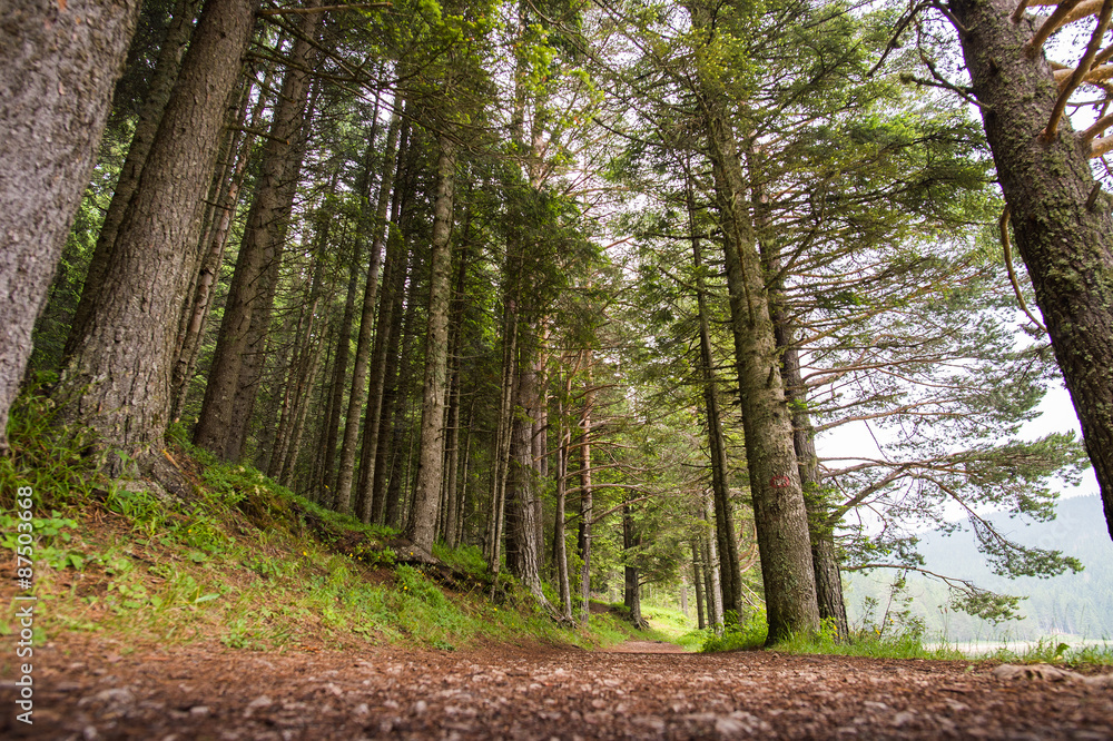 Fototapeta premium Spruce Tree Forest