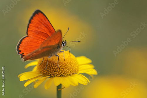 red butterfly Scarce Copper , Lycaena virgaureae
