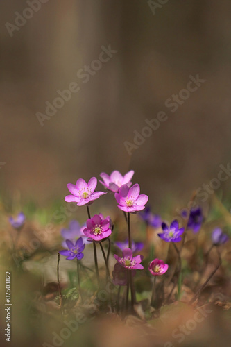 Foto Common Hepatica, liverwort, kidneywort, pennywort, Anemone hepatica