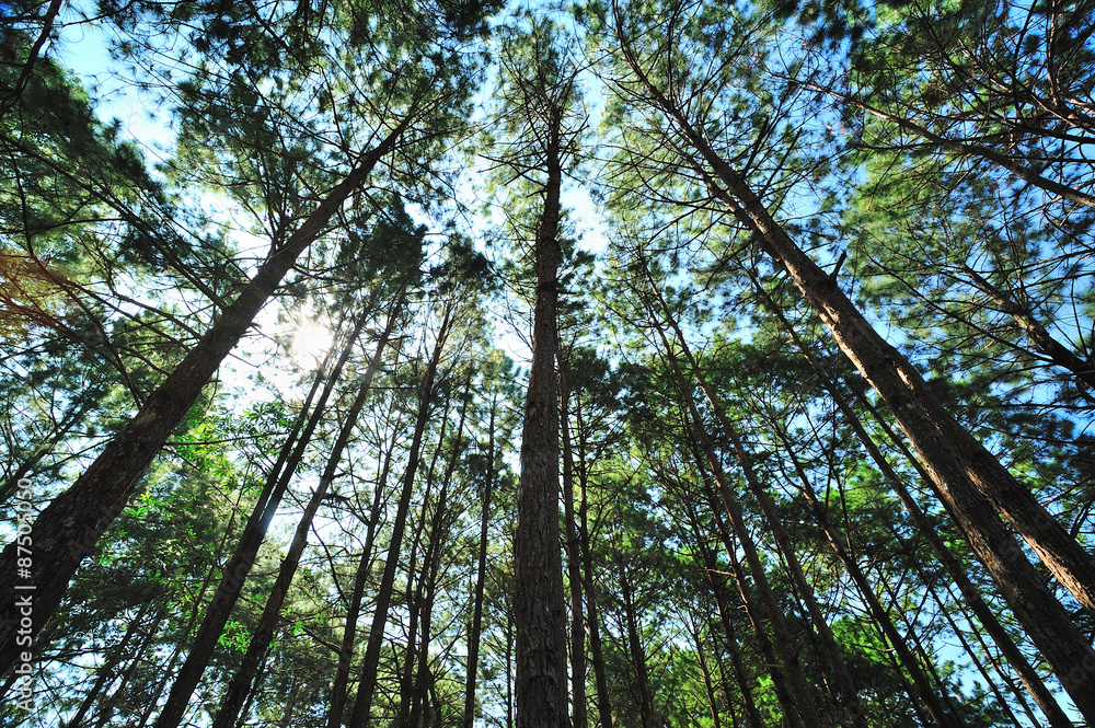 Obraz premium Pines forest