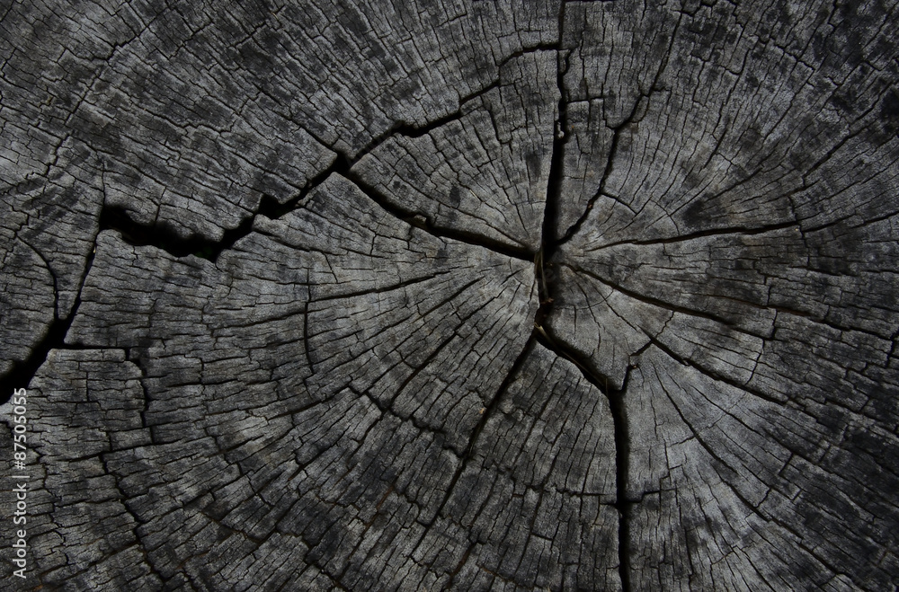 Fototapeta premium Wood texture