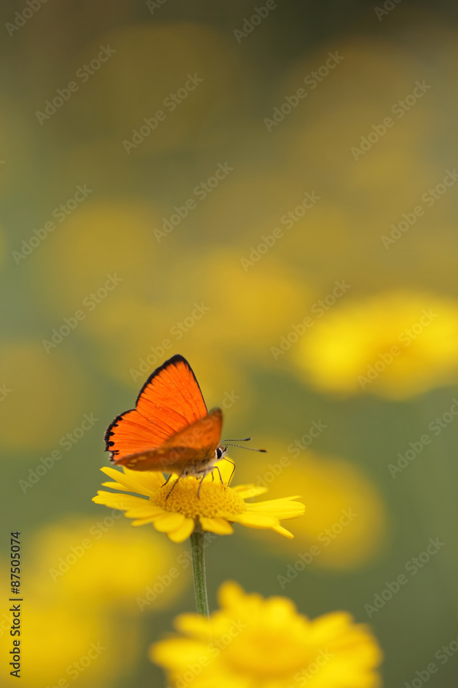 red butterfly Scarce Copper , Lycaena virgaureae - vertical photo - obrazy, fototapety, plakaty 