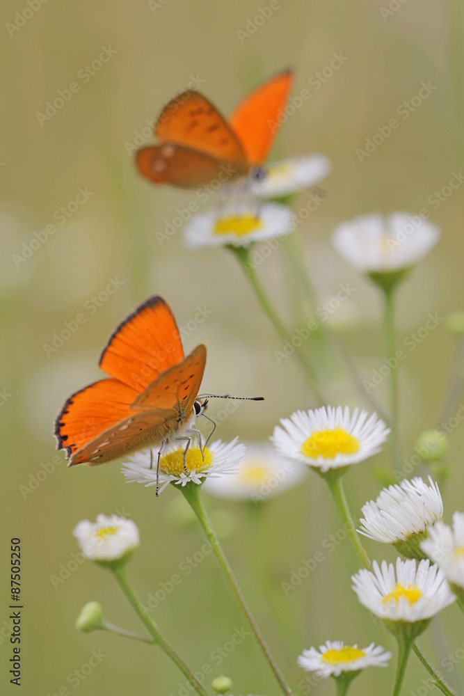 Obraz premium Common fleabane, Erigeron with butterfly Scarce Copper , Lycaena virgaureae - vertical photo