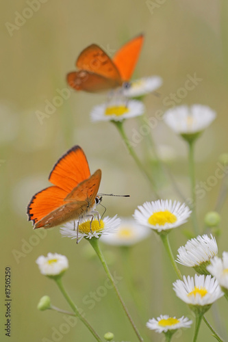 Common fleabane, Erigeron with butterfly Scarce Copper , Lycaena virgaureae - vertical photo