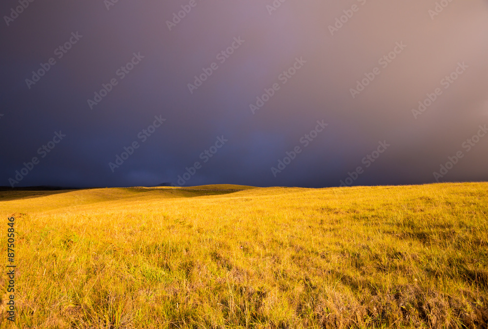 Fototapeta premium Sunset Golden Field