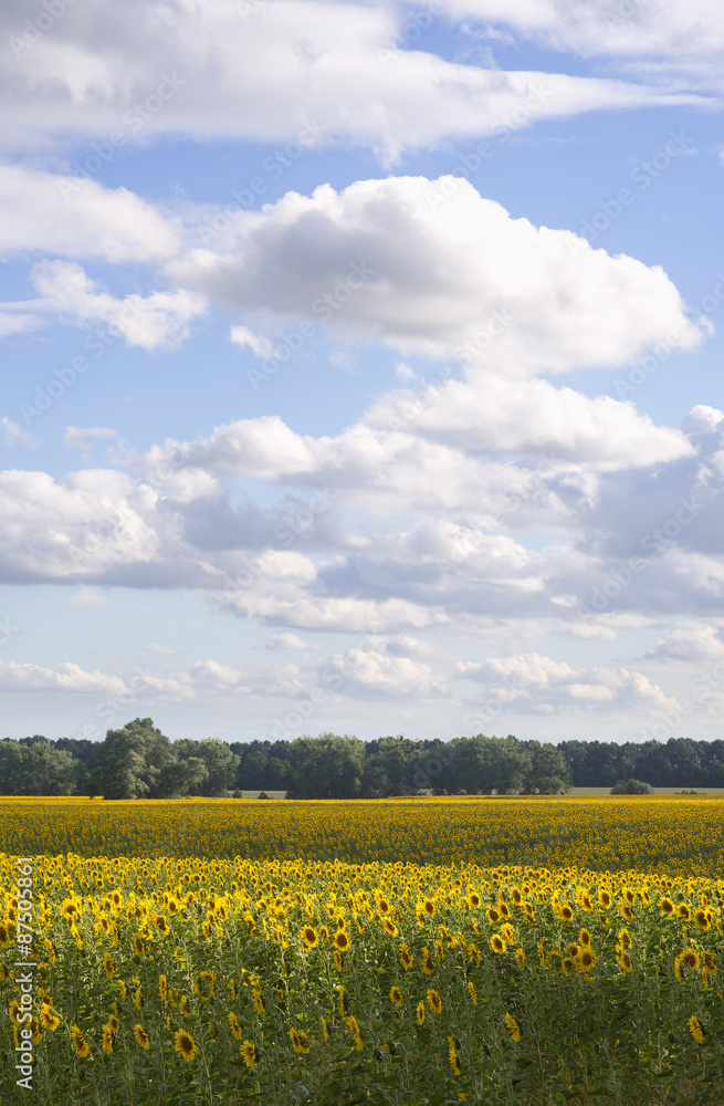 Obraz premium Field of blooming sunflowers