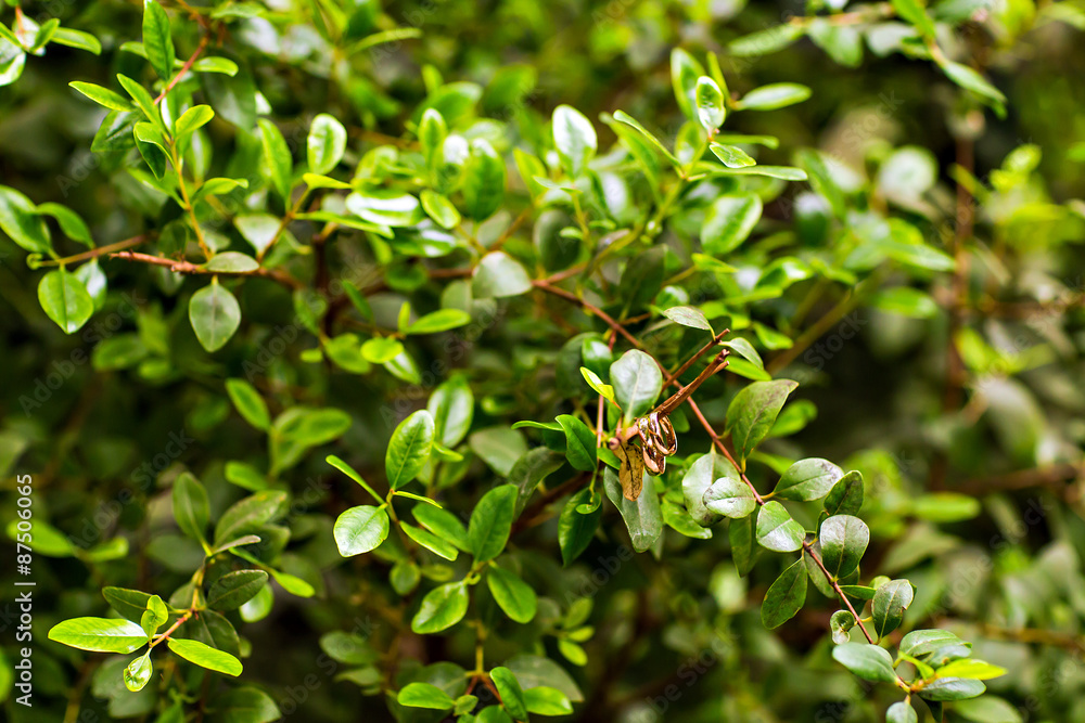 Obraz premium gold wedding rings