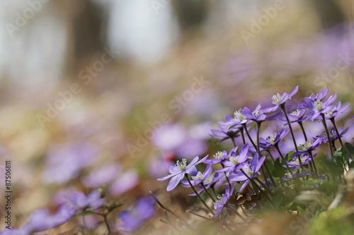 Slika na platnu Hepatica nobilis - Common Hepatica, liverwort, kidneywort, pennywort, Anemone he